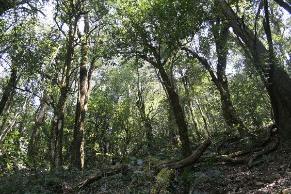 勐库万亩野生古茶树群落